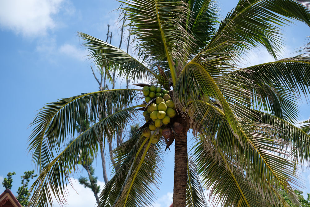 I still can't believe we could just see coconuts growing at the back of the beach