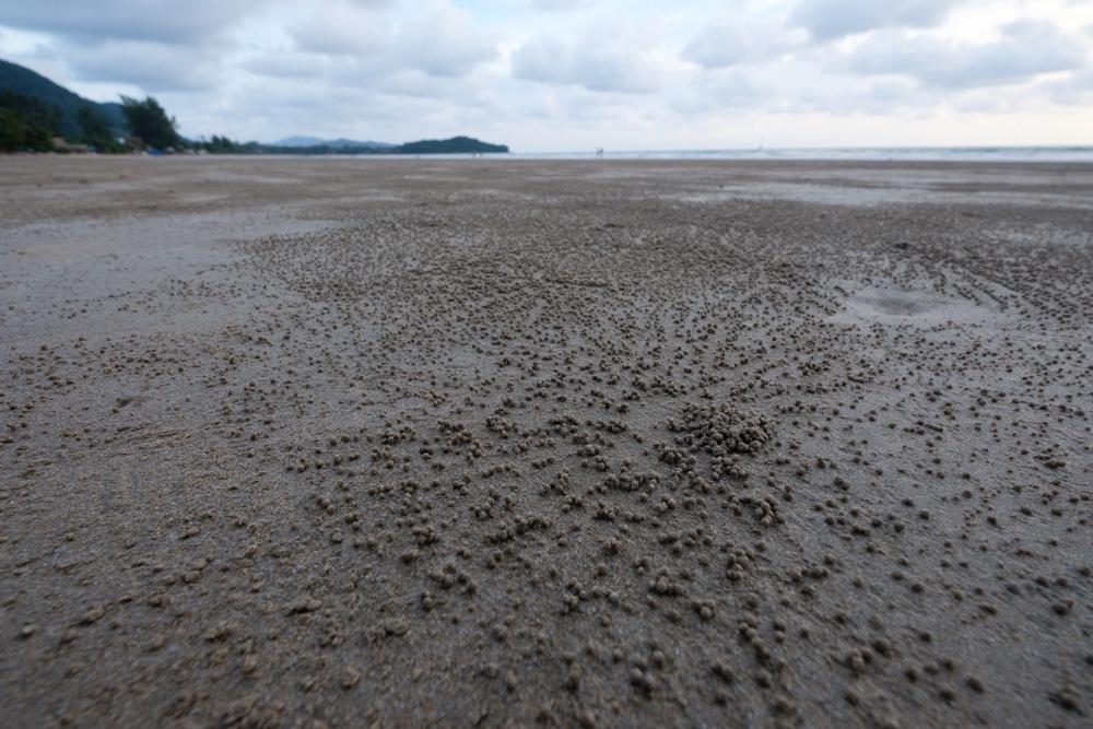 These little balls of sand cover much of the beach at low tide. Can you guess what creates them?