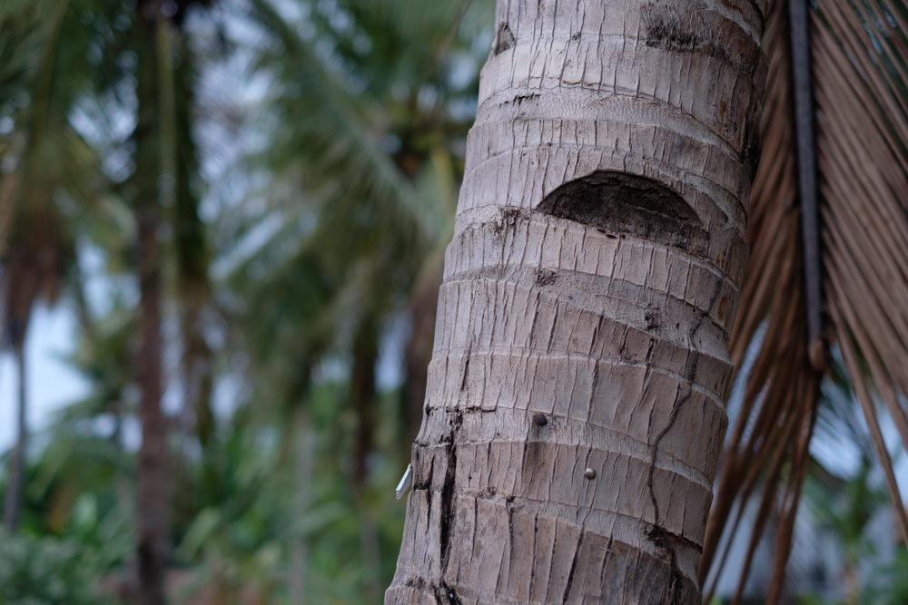 There are notches cut out of the coconut trees so they can climb up them to harvest the coconuts