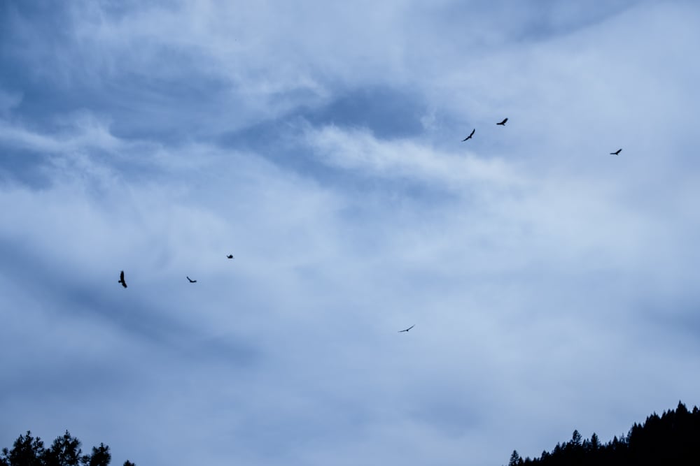 I watched these massive turkey vultures circle around for ages