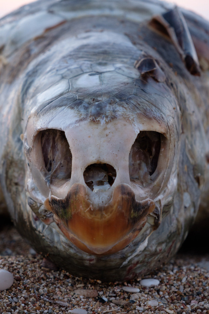 The front of the turtle was quite a striking sight, with the empty eye sockets