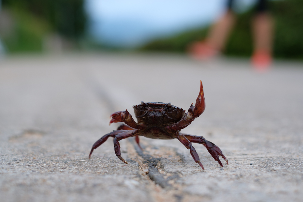 We have no idea how this crab ended up on the road…But he was waving us off on our way to the bus out of Pai!