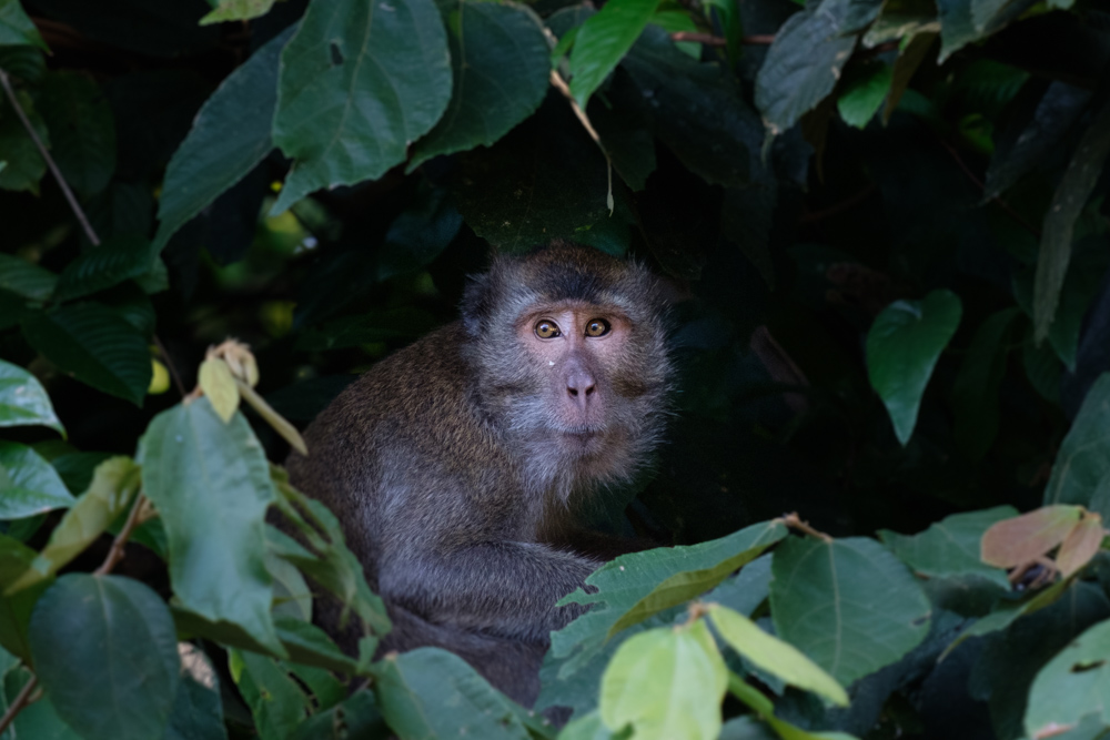 I thought the monkey warning was unnecessary before seeing this guy just outside our hut