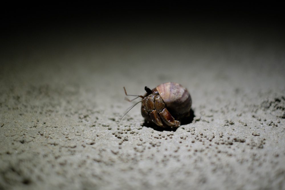 A hermit crab, lit using the torch from Nikki's iPhone