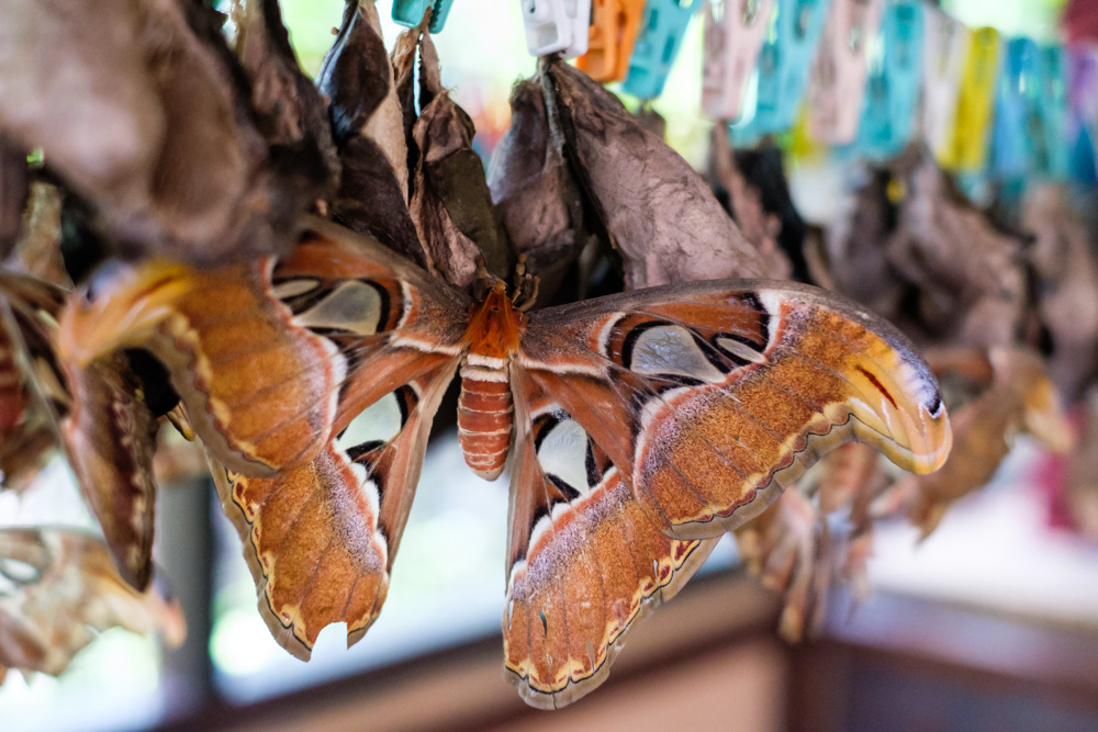 These massive atlas moths only live for 5 days!