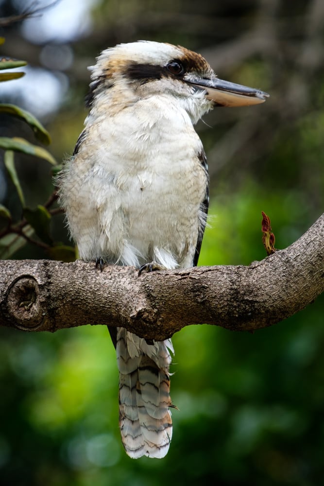 This kookaburra, a relation to kingfishers, sat here for ages posing