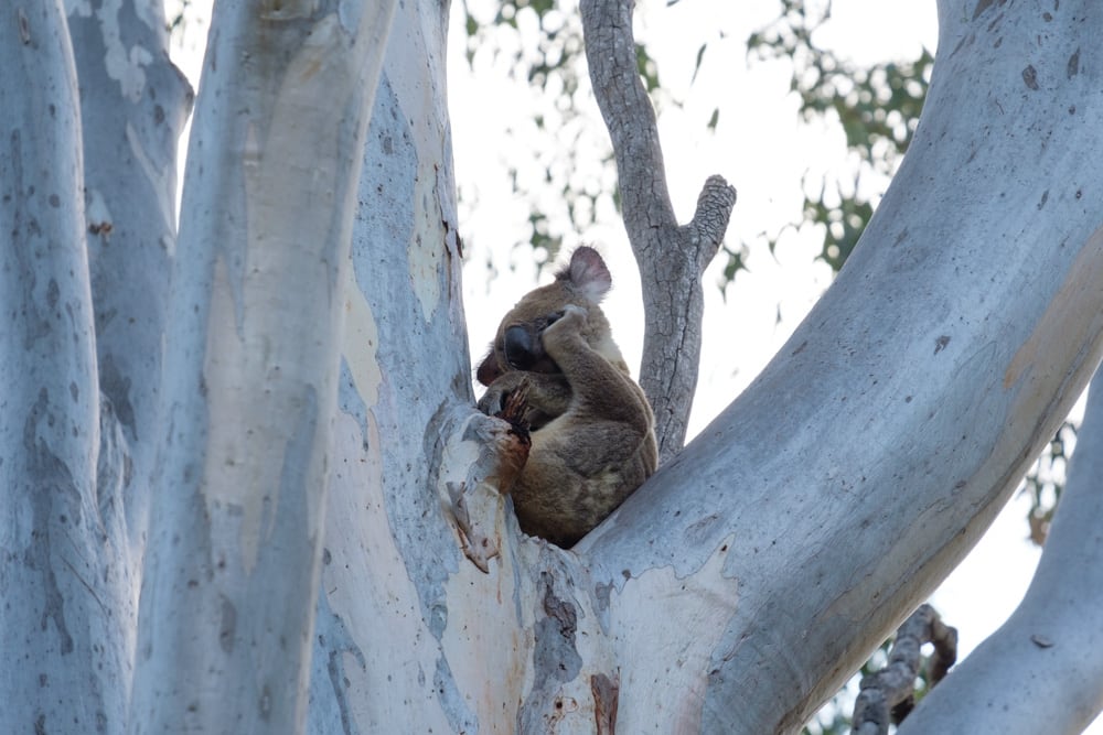 The sleepy koala seemed to be waving, cutie.