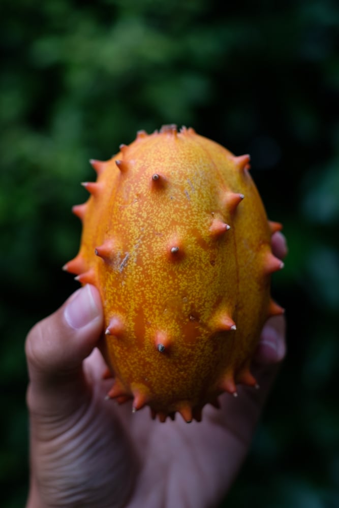 This is a kiwano fruit that we tried at the campsite one evening. I do not recommend it. It's disgusting.