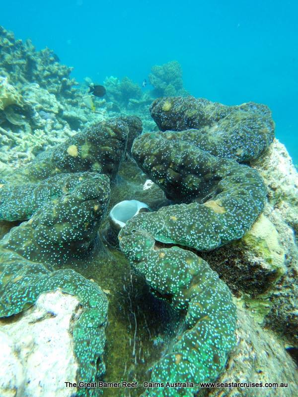 Another one of our fascinations was the giant clam and seeing how photosensitive it was | Photo – Seastar Cruises